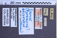 Etiketten zu Eanus decoratus (NHMW-ZOO-COL-0007944)